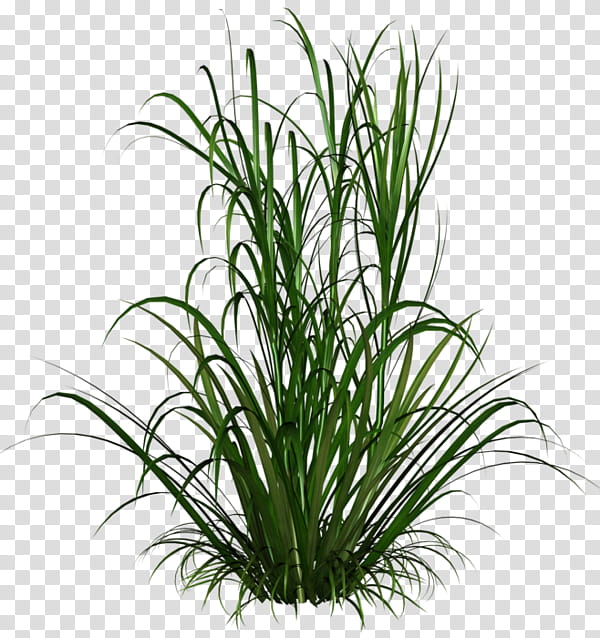 Texture, Ornamental Grass, Grasses, Ornamental Plant, Lawn, Feather Reed Grass, Texture Mapping, Chinese Fountain Grass transparent background PNG clipart