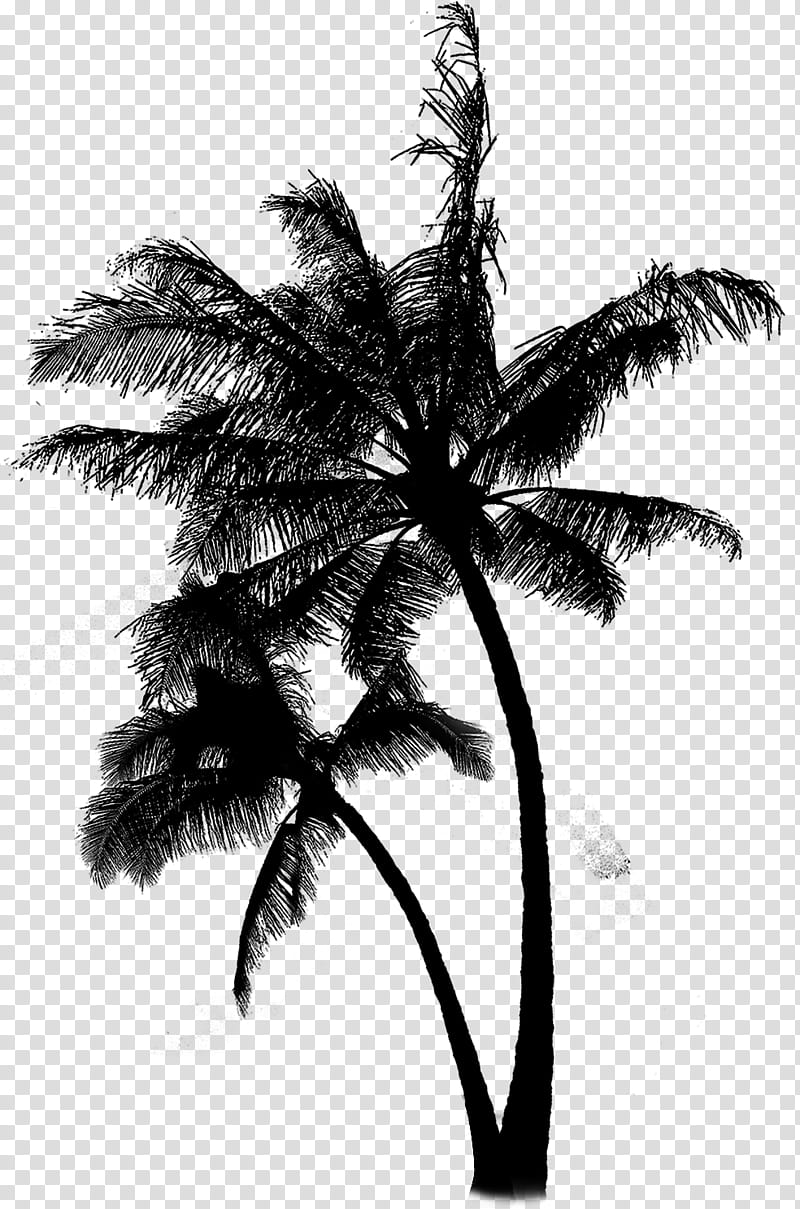 Coconut Tree, Cabanas Termas Hotel, Poster, Beach, Palm Tree, Arecales, Plant, Woody Plant transparent background PNG clipart