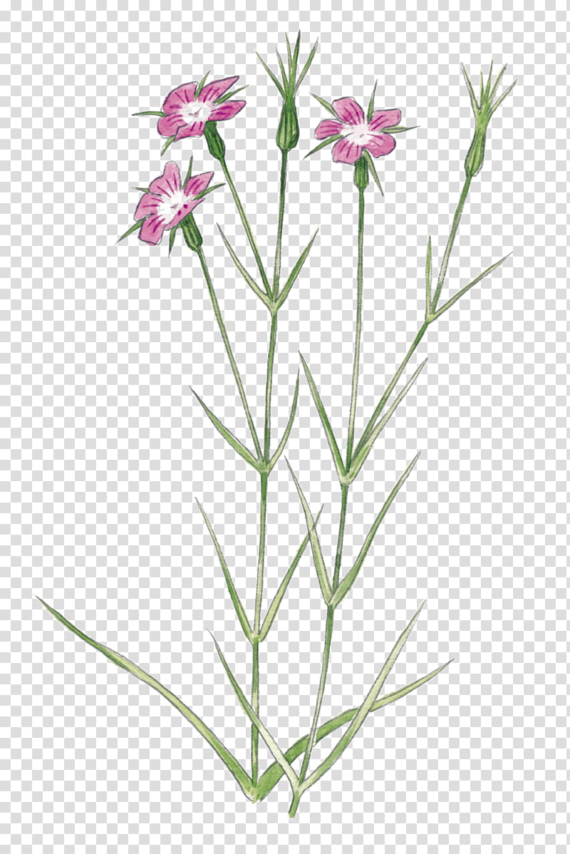 Pink Flower, Plant Stem, Lavender, Flora, Pink Family, Dianthus transparent background PNG clipart