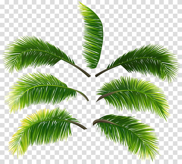 Coconut Tree, Asian Palmyra Palm, Leaf, Palm Branch, Palm Trees, Kit 4 Quadros, Plants, Plant Stem transparent background PNG clipart