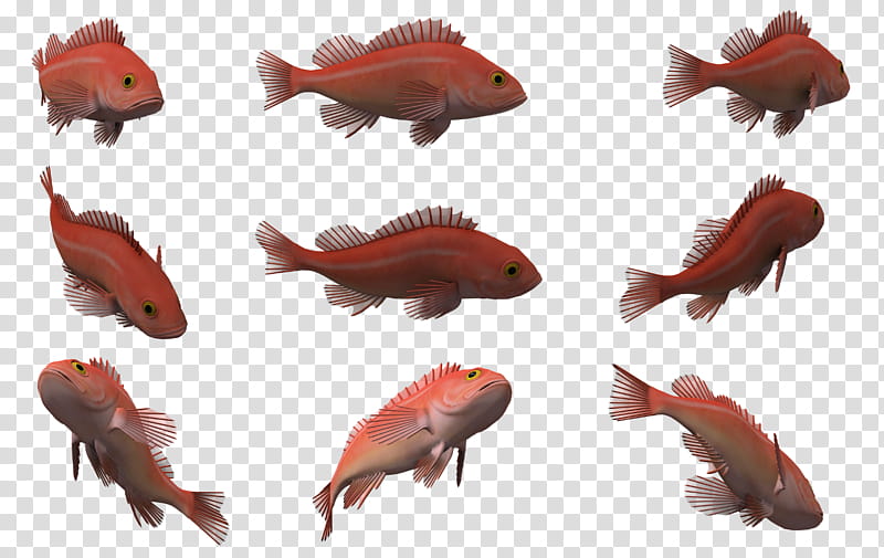 Fish Set , orange fish transparent background PNG clipart