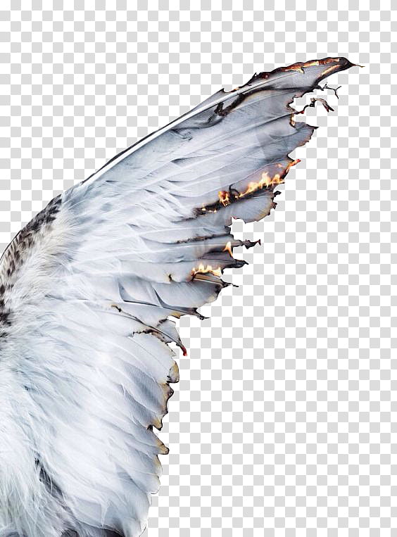 Feathers and Wings, white butterfly wing transparent background PNG clipart