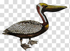 brown and white duck transparent background PNG clipart