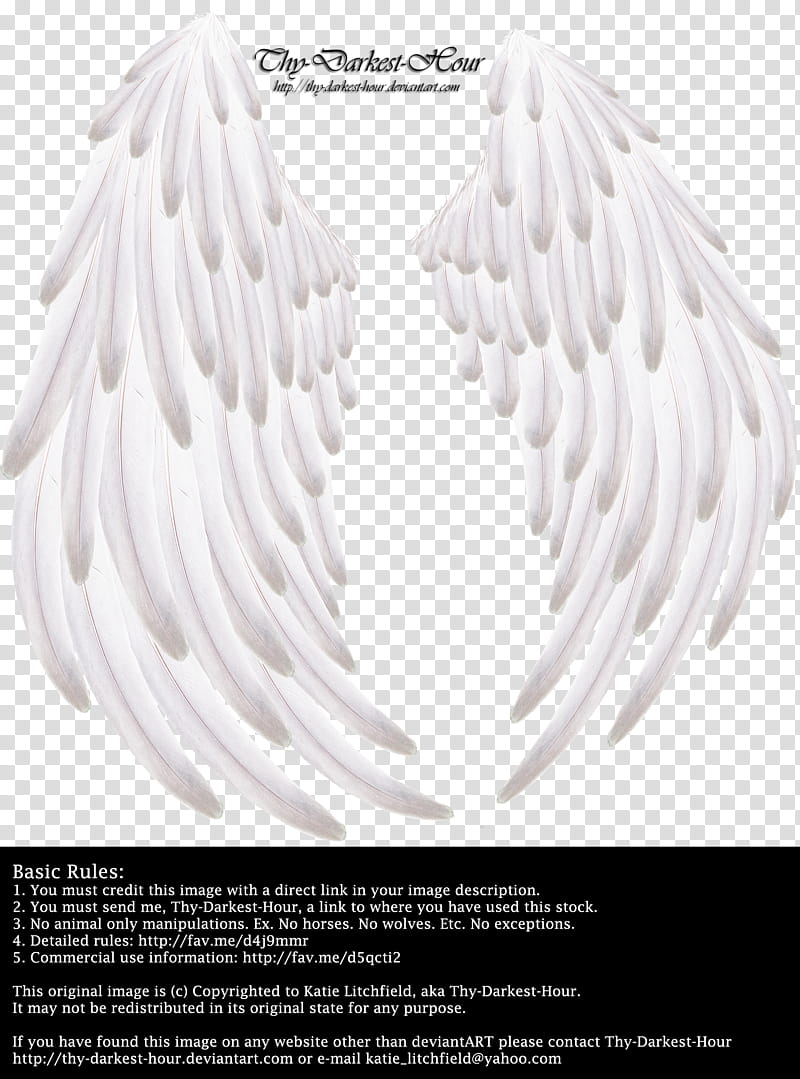 Solace Wings White transparent background PNG clipart