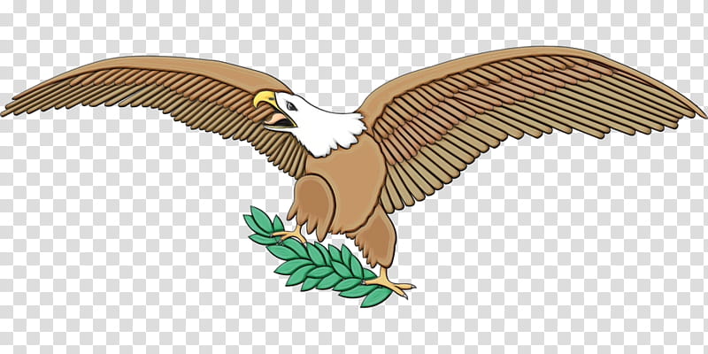 Eagle Bird, Golden Eagle, Cartoon, Drawing, Peace Symbols, Animal Figure, Bird Of Prey, Andean Condor transparent background PNG clipart
