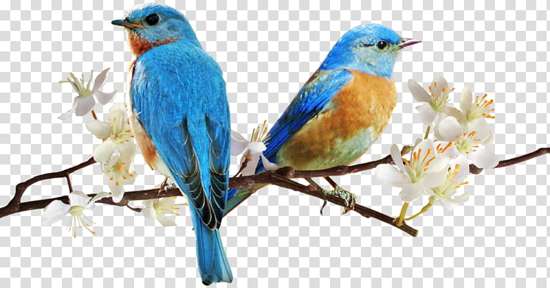 Kiwi Bird, Animation, Animal, True Thrush, Parakeet, Macaws, Beak, Bluebird transparent background PNG clipart