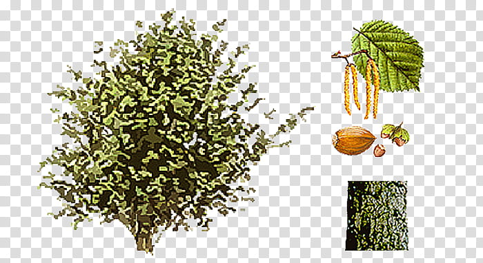 Flower Tree, Common Hazel, Shrub, Hazelnut, Seed, Catkin, Alder, Fruit transparent background PNG clipart
