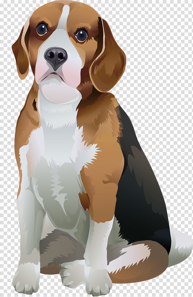 Dog, Beagle, Harrier, Puppy, Finnish Hound, Companion Dog, Pug, Beagle T Shirt transparent background PNG clipart