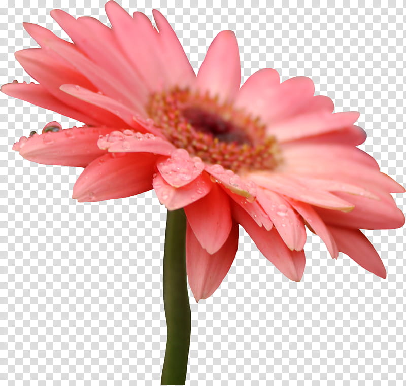 Pink Gerber Daisy, pink Gerbera daisy in bloom transparent background PNG clipart