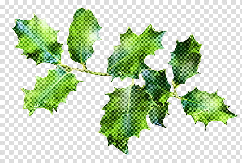 christmas holly Ilex holly, Christmas , Leaf, Plant, Flower, Plane, Tree, Ivy transparent background PNG clipart