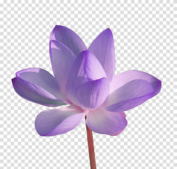 Purple Watercolor Flower, Watercolor Painting, Pixel Art, Drawing, Petal, Violet, Lilac, Plant transparent background PNG clipart