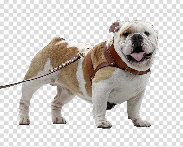 American Bulldog, Old English Bulldog, Toy Bulldog, Olde English Bulldogge, French Bulldog, Puppy, Bulldog Breeds, Companion Dog transparent background PNG clipart