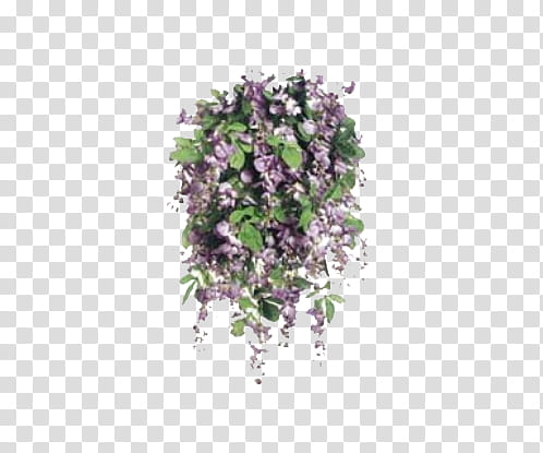 Nature Fillers s, purple petaled flower transparent background PNG clipart