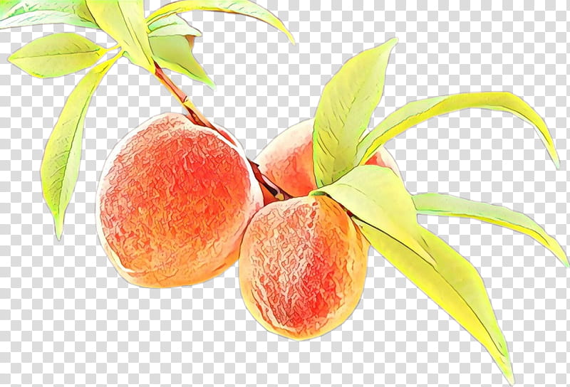 Tree Of Life, Food, Peach, Still Life , Superfood, Accessory Fruit, Diet Food, Natural Foods transparent background PNG clipart