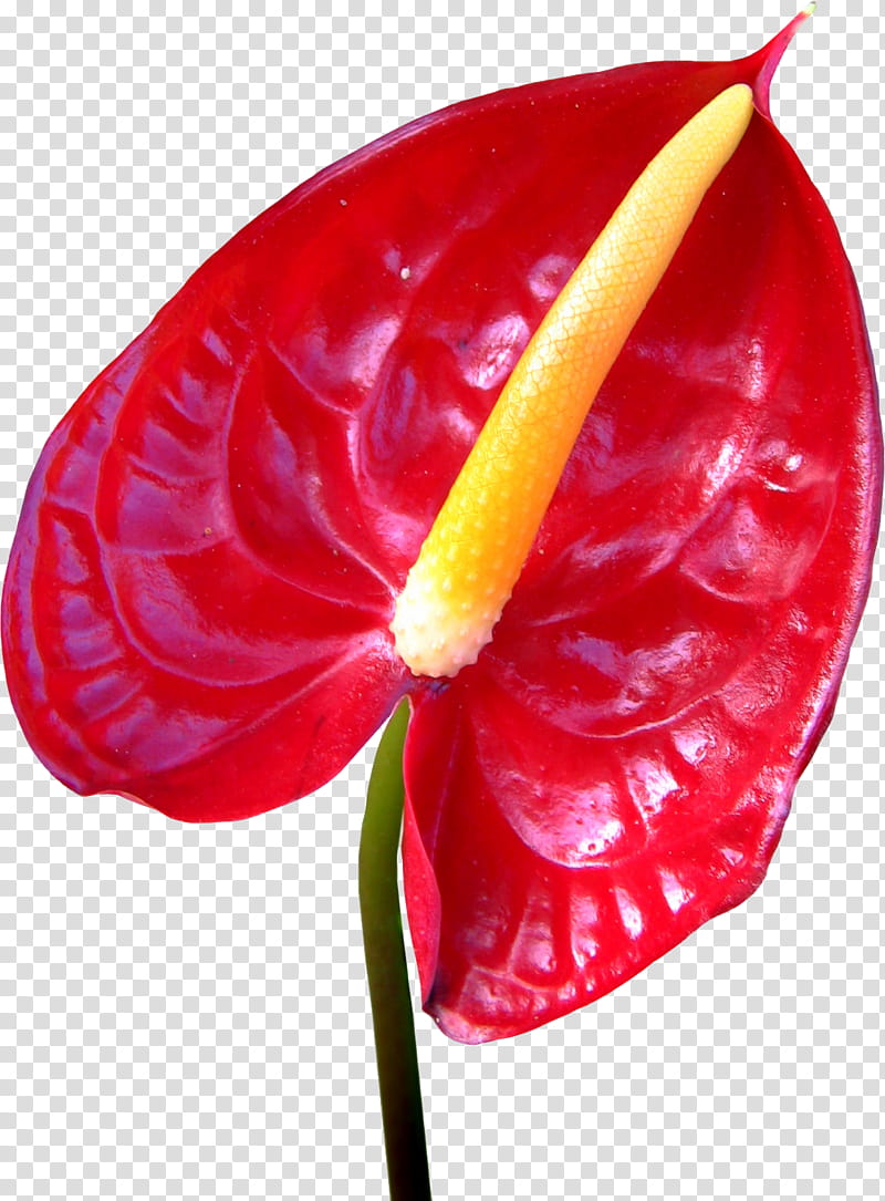 Red Flower, Anthurium, Plant, Petal, Perennial Plant transparent background PNG clipart