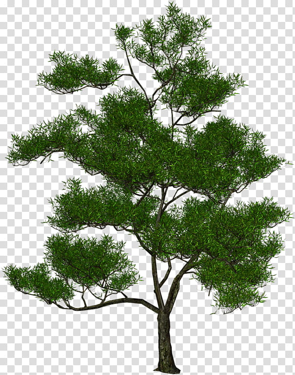 Oak Tree Leaf, 3D Computer Graphics, 3D Rendering, Plant, Woody Plant, Branch, White Pine, American Larch transparent background PNG clipart