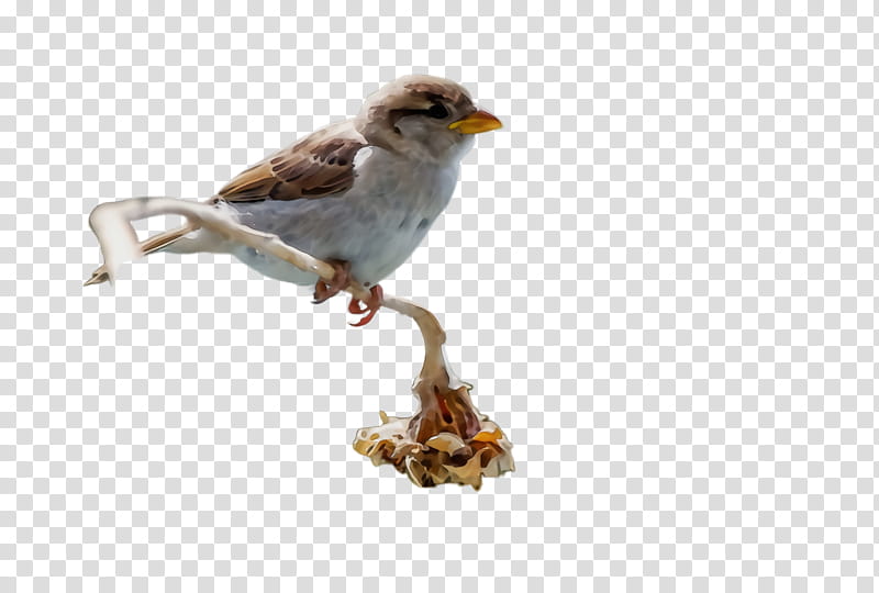 bird beak perching bird songbird house sparrow, Watercolor, Paint, Wet Ink, Finch, Wren, Atlantic Canary transparent background PNG clipart