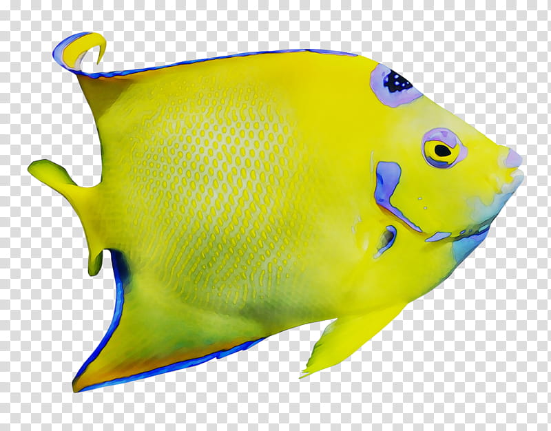 Fish, Biology, Ebook, Pomacanthidae, Yellow, Holacanthus, Butterflyfish, Bonyfish transparent background PNG clipart