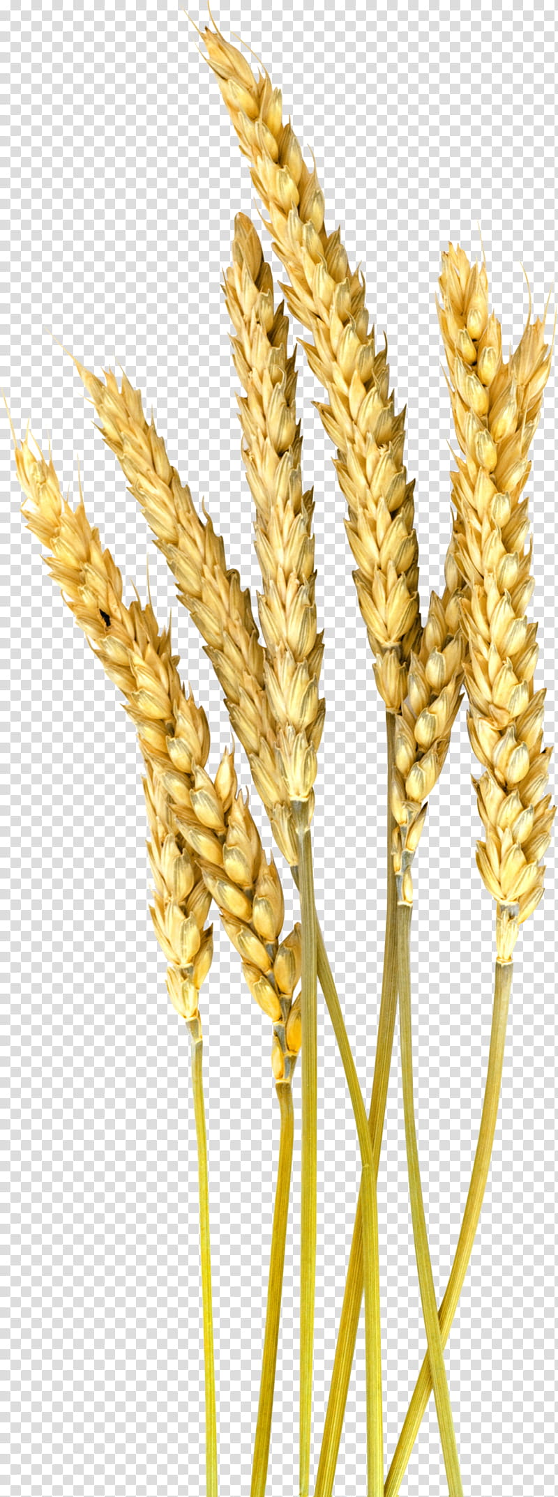 Cartoon Grass, Barley, Cereal, Millet, Emmer, Ear, Einkorn Wheat, Grain transparent background PNG clipart