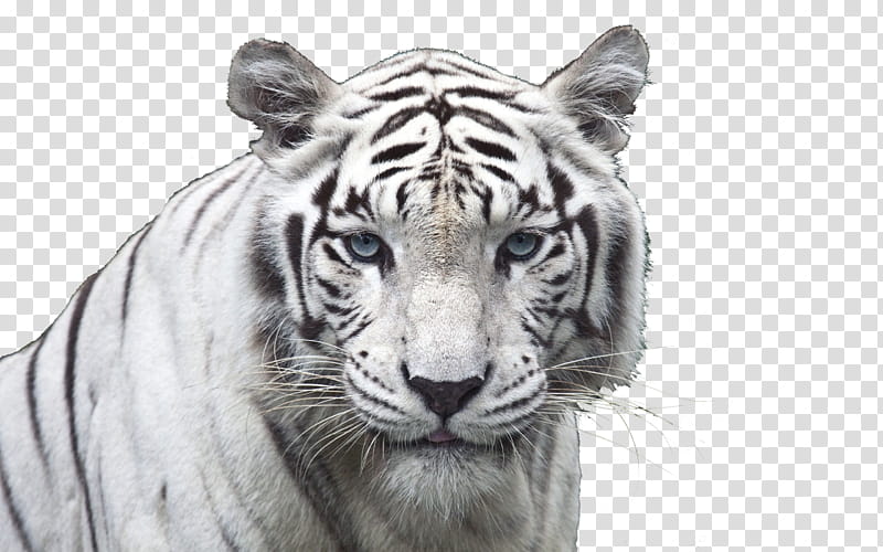 Tigres Blancos transparent background PNG clipart