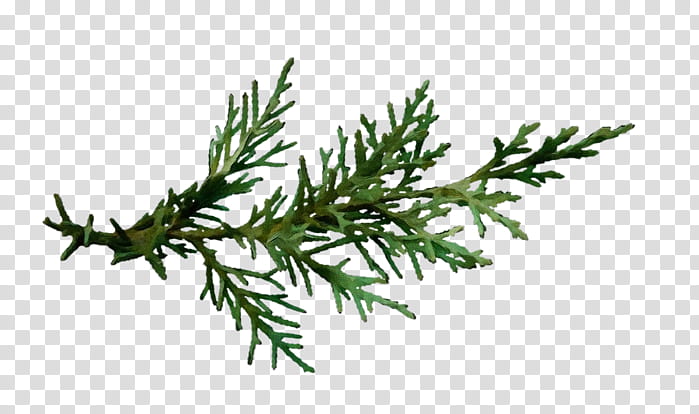 Black And White Flower, Christmas Day, Fir, Christmas Tree, Santa Claus, Pine, Picea Asperata, Twig transparent background PNG clipart