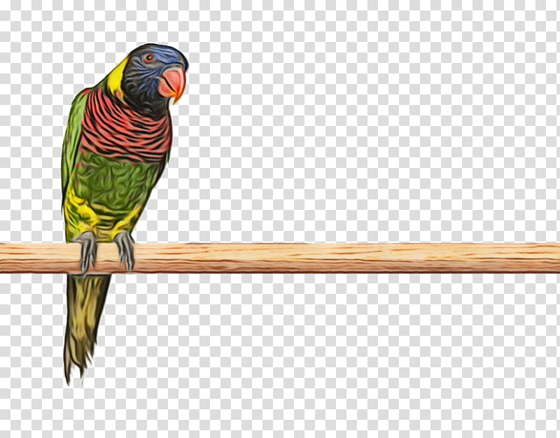 Bird Parrot, Macaw, Parakeet, Feather, Beak, Pet, Lorikeet, Budgie transparent background PNG clipart
