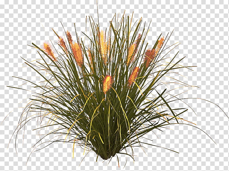 plant flower grass grass family houseplant, Terrestrial Plant, Flowering Plant, Yucca transparent background PNG clipart