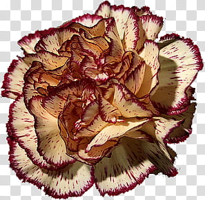 Carnation , white and maroon multi-petaled flower transparent background PNG clipart