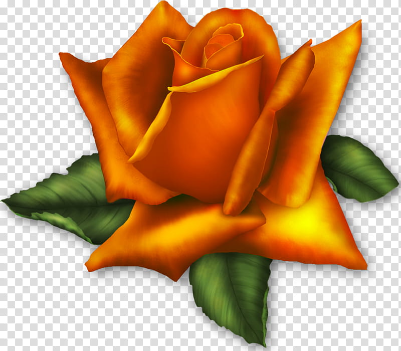 Free: Rosas Gifs - Rose Flower Animation Gif Png 