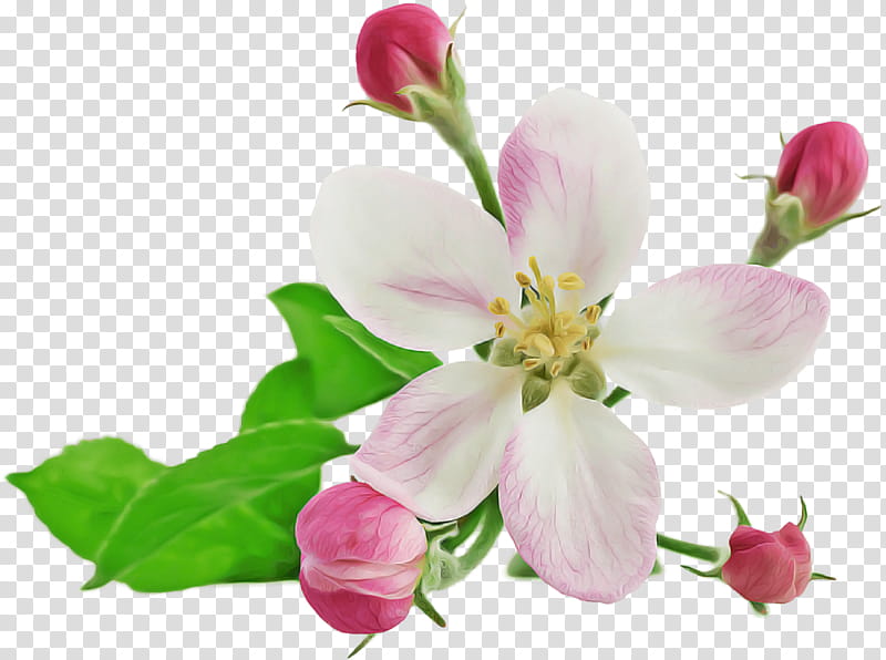 flower petal plant pink blossom, Branch, Cut Flowers, Pedicel, Bud, Malus, Magnolia Family, Perennial Plant transparent background PNG clipart
