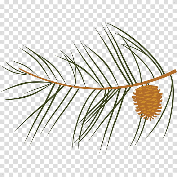 Family Tree, Twig, Leaf, Pine, Pinus Nigra, Bud, Fir, Sweetgum transparent background PNG clipart