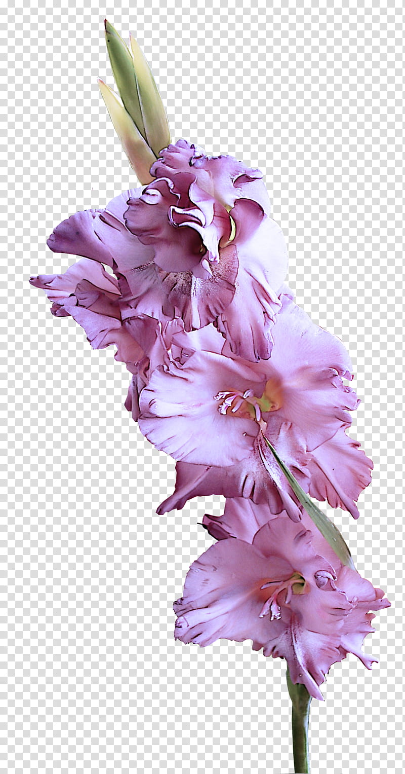 flower flowering plant gladiolus petal plant, Pink, Cut Flowers, Violet, Lilac, Purple transparent background PNG clipart