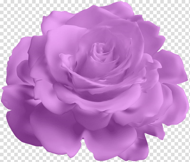 Pink Flower, Garden Roses, Purple, Blue Rose, Cabbage Rose, Violet, Petal, Lavender transparent background PNG clipart