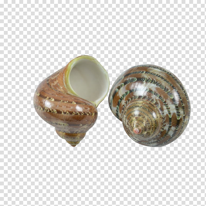 Snail, Turbo Petholatus, Seashell, Turbo Sarmaticus, Turbo Marmoratus, Hermit Crab, Clam, Turban transparent background PNG clipart
