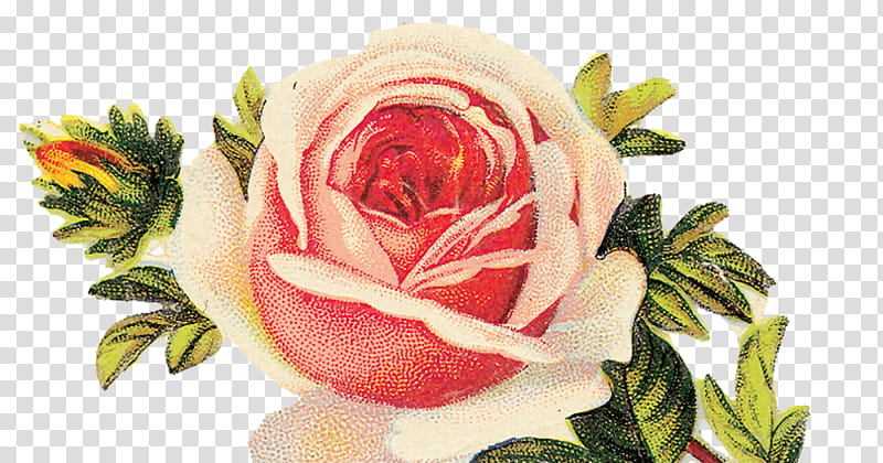 Floral Flower, Garden Roses, Pink, Vintage, Floral Design, Cabbage Rose, Retro Style, Beach Rose transparent background PNG clipart
