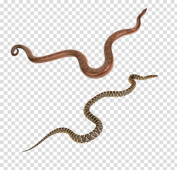 Snake, Snakes, Vipers, Reptile, Black Mamba, Green Anaconda, Boa Constrictor, King Cobra transparent background PNG clipart