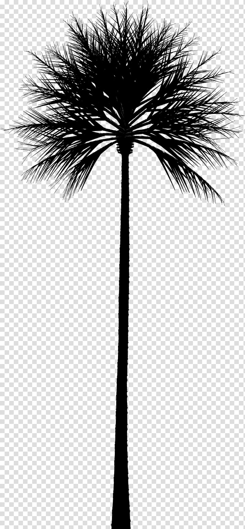 Palm Tree Silhouette Asian Palmyra Palm Palm Trees