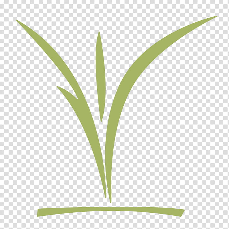 Family Tree, Leaf, Plant Stem, Commodity, Grasses, Computer, Plants, Meter transparent background PNG clipart
