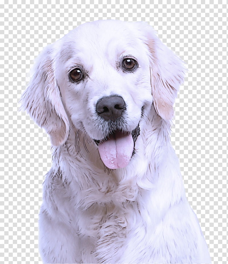 dog dog breed white golden retriever retriever, Great Pyrenees transparent background PNG clipart