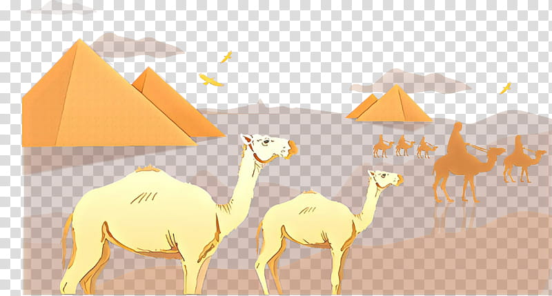Sky, Cartoon, Dromedary, Desert, Ecoregion, Computer, Meter, Camel transparent background PNG clipart