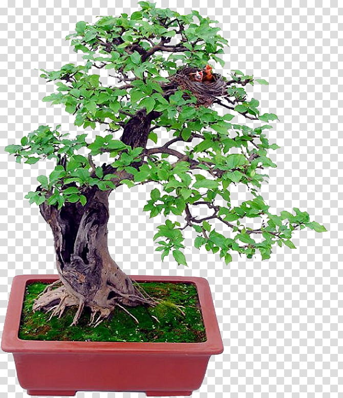 Bonsai Tree, Indoor Bonsai, Bonsai Basics, Ornamental Plant, Bonsai Styles, Bonsai De Interior, Garden, Flowerpot transparent background PNG clipart