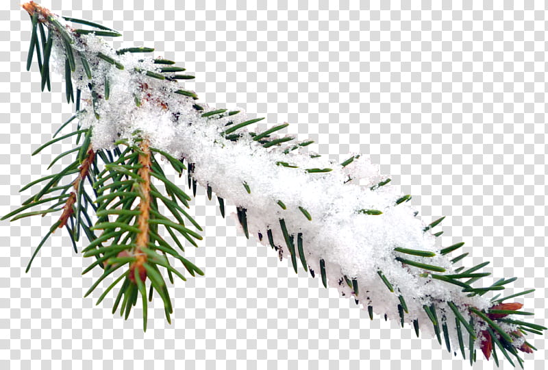 shortleaf black spruce columbian spruce colorado spruce yellow fir balsam fir, Oregon Pine, Jack Pine, Canadian Fir, Sugar Pine, Sitka Spruce transparent background PNG clipart