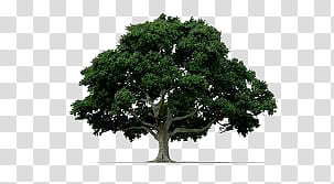 Arbol, green tree transparent background PNG clipart