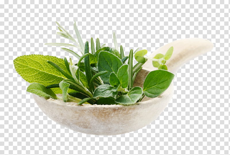 Tea Leaf, Herb, Succulent Plant, Flowerpot, Houseplant, Plants, Dischidia, Herbal Tea transparent background PNG clipart