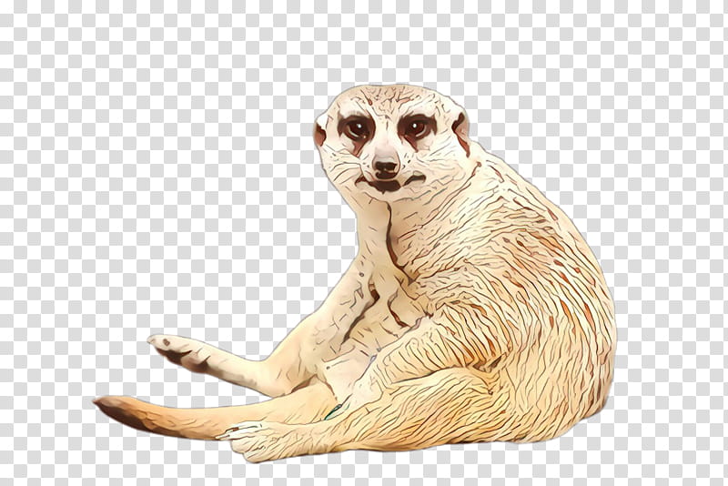 meerkat mongoose wildlife transparent background PNG clipart