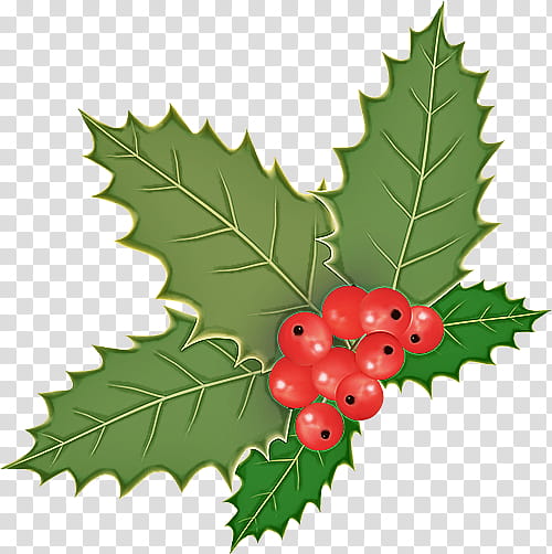 Holly, Leaf, Plant, Flower, Chinese Hawthorn, Tree, Grape Leaves, Currant transparent background PNG clipart