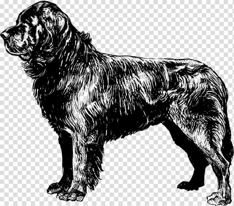 Dog Tag, Newfoundland Dog, Puppy, Beagle, Samoyed Dog, Coloring Book, Briard, Drawing transparent background PNG clipart