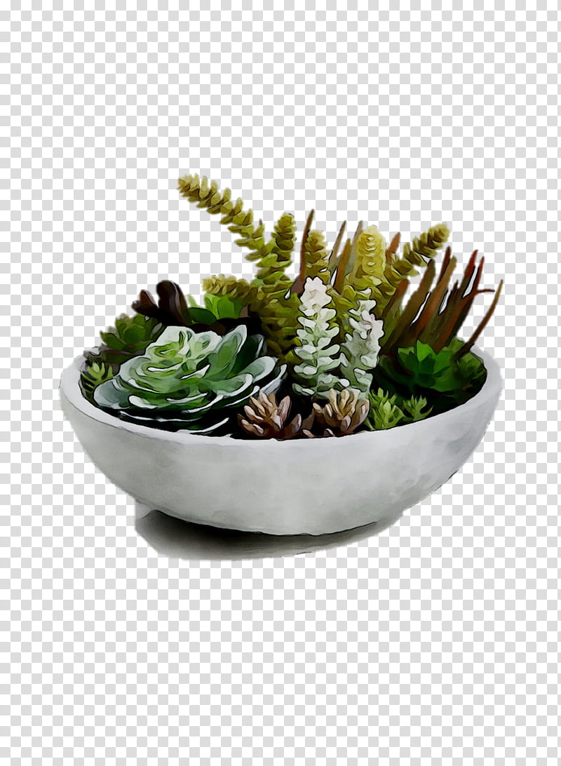 Cactus, Bowl M, Flowerpot, Echeveria, Plant, Houseplant, Succulent Plant, Grass transparent background PNG clipart