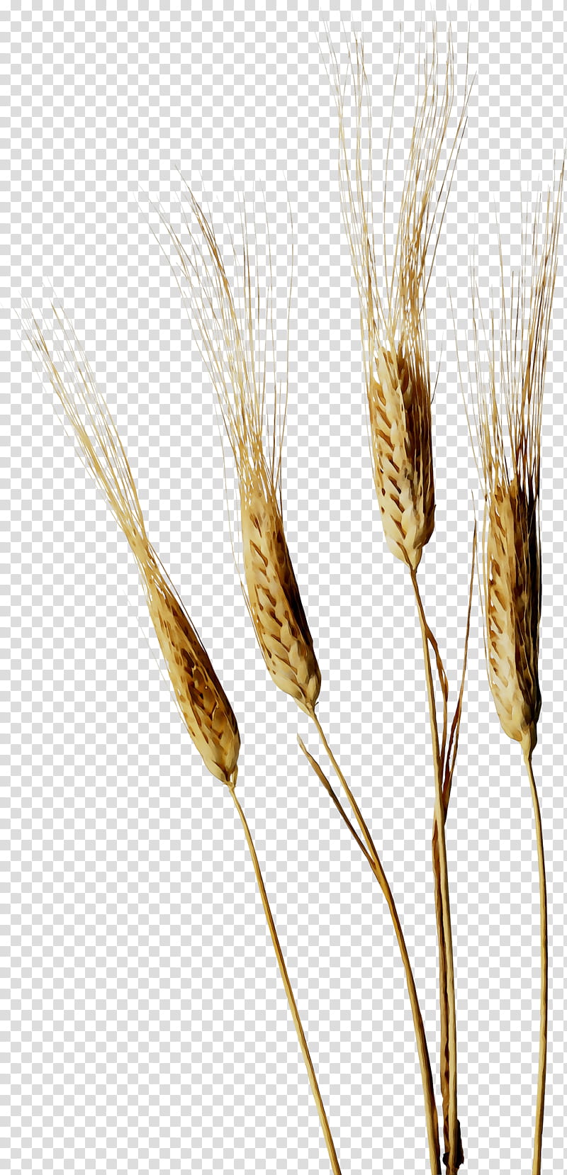Wheat, Emmer, Einkorn Wheat, Cereal Germ, Grain, Rye, Barleys, Nikon Z 7 transparent background PNG clipart
