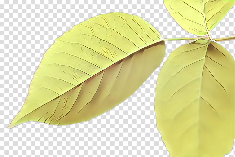 leaf tree plant yellow flower, Cartoon, Woody Plant, Beech, Deciduous, Swamp Birch, Flowering Plant transparent background PNG clipart